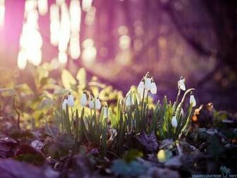 Absolutely Beautiful Spring Wallpaper Travelization