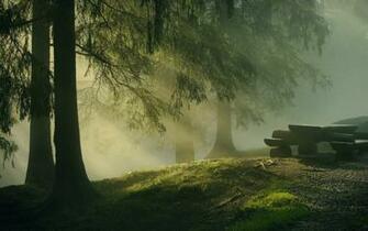 Earth Fog Forest Wallpaper