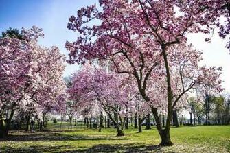 Happy First Day Of Spring Quotes And Wallpaper Best Cool