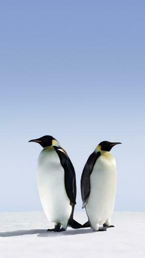 Cute Penguin iPhone Wallpaper Top