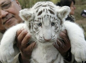 Beautiful White Tiger Cubs Wallpaper New Stylish