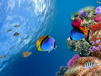 Aquatic Wallpaper