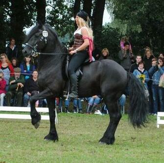 Pirate Princess On Friesian By Ponystock