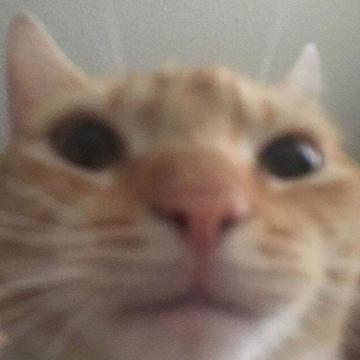 Swgcat Staring Cat Gusic In Cats Memes Funny Animals
