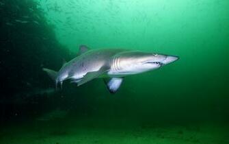 Shark Computer Wallpaper Desktop Background Id