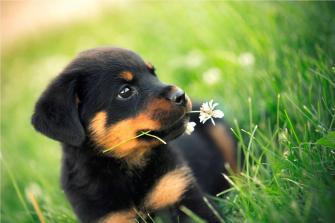 Rotweiler Wallpaper