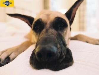 Great Dane Dogs Wallpaper