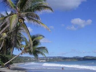 Martinique Coco Palm Wallpaper Pictures