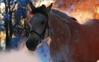 Horse Computer Wallpaper Desktop Background Id