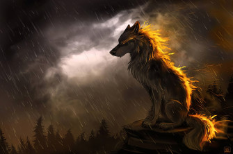 Wolf In Soothing Rain 4k Chromebook Pixel HD Wallpaper