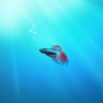 Stylistic Beta Fish iPad Wallpaper