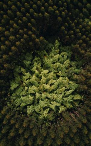 Wallpaper Trees Treetops Green Aerial Forest