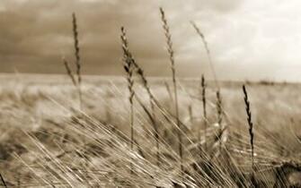 Harvest Background Summer Nature Desktop Wallpaper HD