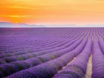 Lavender Field Provence France HD Wallpaper Background Image