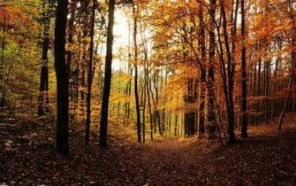 HD Woods Background Desktop Wallpaper