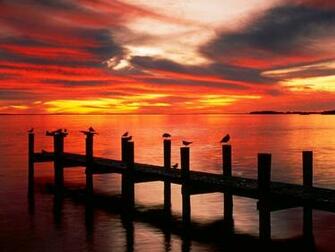 Seagulls At Sunset Florida Wallpaper HD
