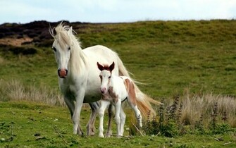 Beautiful Wallpaper White Horse