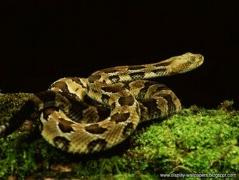 Wallpaper Snake HD