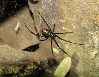 Bug Eric Spider Sunday Western Black Widow