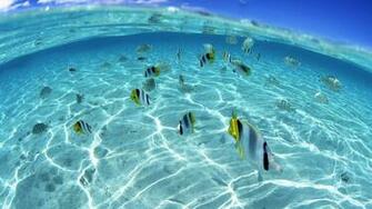 Underwater Fish Wallpaper Photos Cool Walldiskpaper