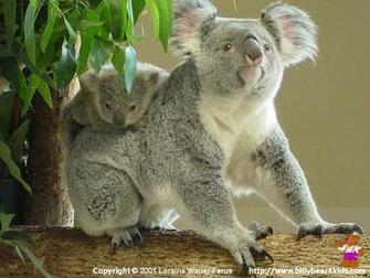 Wallpaper Koala Baby Jpg Bytes