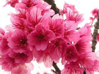 Cherry Blossom Flowers Wallpaper
