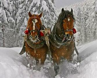 Wallpaper Tags Sleigh Horses Seasons Forests Christmas Ice Winter