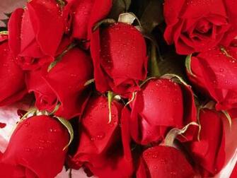 Amazing Red Roses Love Wallpaper And Background