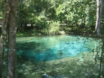 Beautiful Clear Blue Water Photos From Ginnie Spring