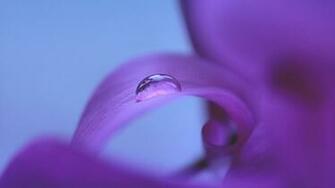 Water Drop On Purple Flower Wallpaper By Udhao Net