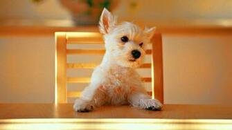 HD Dog Wallpaper