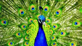 Peacock Wallpaper Live HD Hq Pictures Image Photos