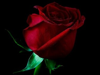 Single Red Rose Wallpaper Background
