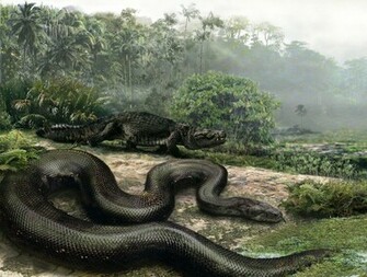 Anaconda Wallpaper