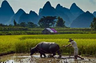 Paddy Farmers Water Buffaloes Man Landscape Fields Photo