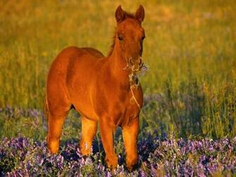 Cute Foal Horse Wallpaper S