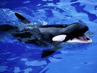 Feed Mel Killer Whale Desktop Pc And Mac Wallpaper