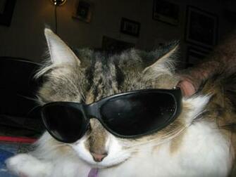 My Cat Wearing Sunglasses By Michelous