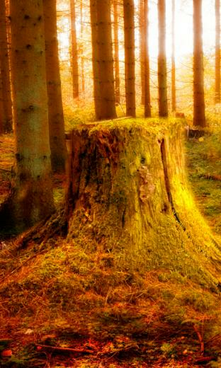 Indian Summer HD Live Wallpaper For Android