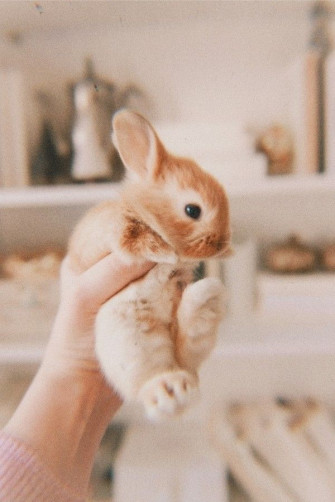 Animal Wallpaper