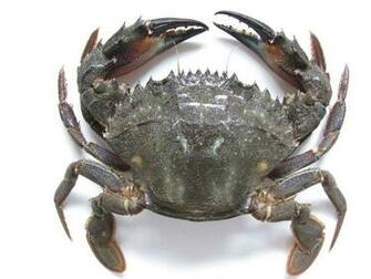 Charybdis Genus Wikipedia