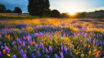 Spring HD Wallpaper Nature iPhone