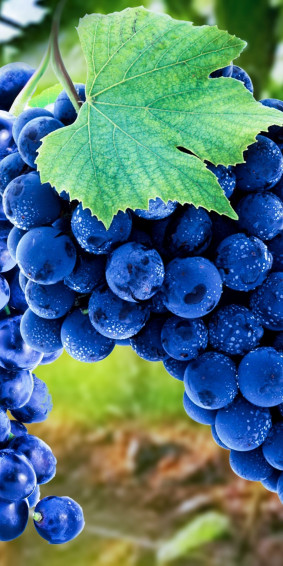 Grape Wallpaper On