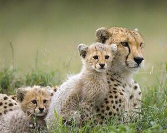 Wallpaper Wild Animals