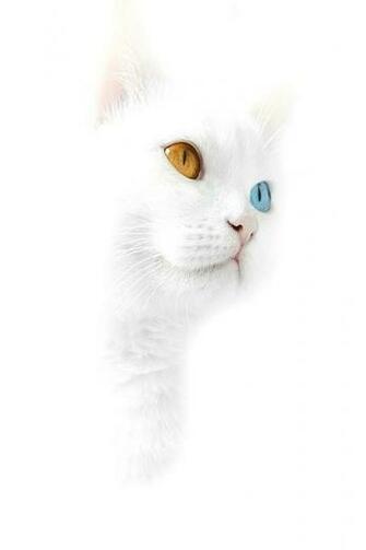 iPhone HD Cute White Kitty Wallpaper Background
