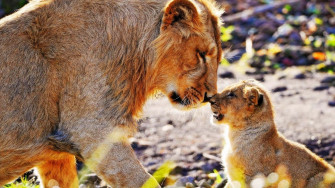 Aesthetic Animals Wallpaper