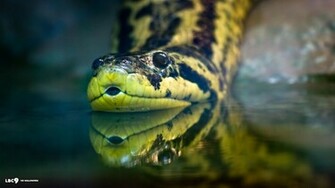 Anaconda Wallpaper Resolution