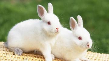 Rabbits Wallpaper Cute Animal Gallery