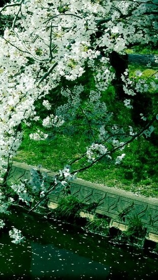 HD Wallpaper iPhone Nature