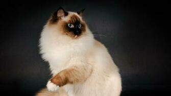Wallpaper Ragdoll Cat Breed Color Fluffy